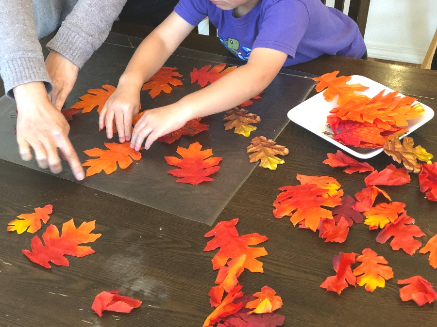 placing fall leaves onto contact paper